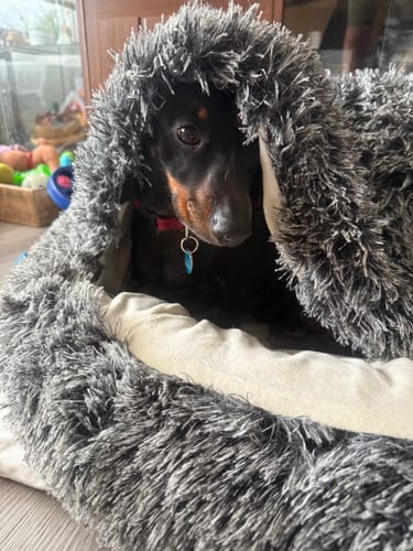 Customer photo review of PaWz Pet Cave Dog Bed - Removable Cover