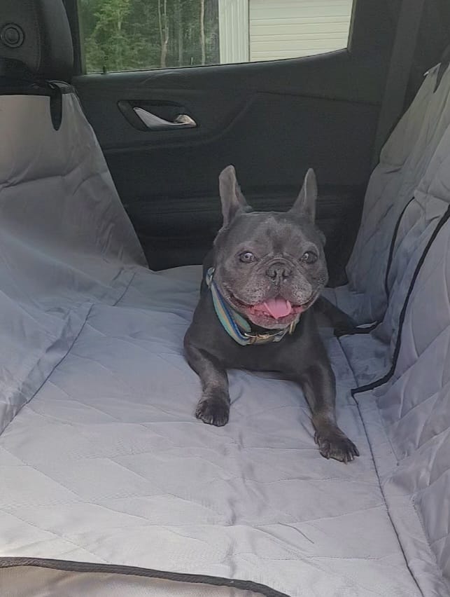 Customer photo review of Rear Seat Cover for Fold Down Seats with Hammock - Regular