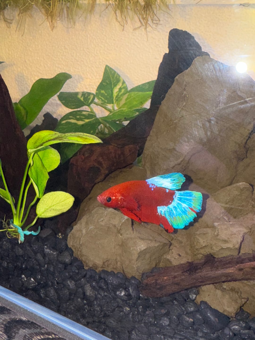 Customer photo review of Hellboy Plakat Male Betta Fish | Order Directly From Farm | You Pick Fish