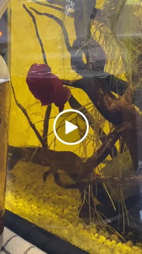Customer video review of King Giant Plakat Male Betta Fish | You Pick Fish | High Grade