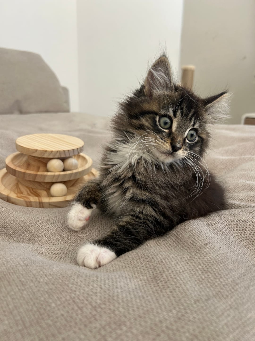 Customer photo review of Michu Tofu Cat Litter Gen3 6L- Dust-Free and Natural Clumping Tofu-Based Formula for Easy Cleanup