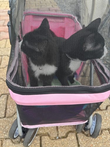 Customer photo review of Pawz Compact & Comfortable Pet Stroller