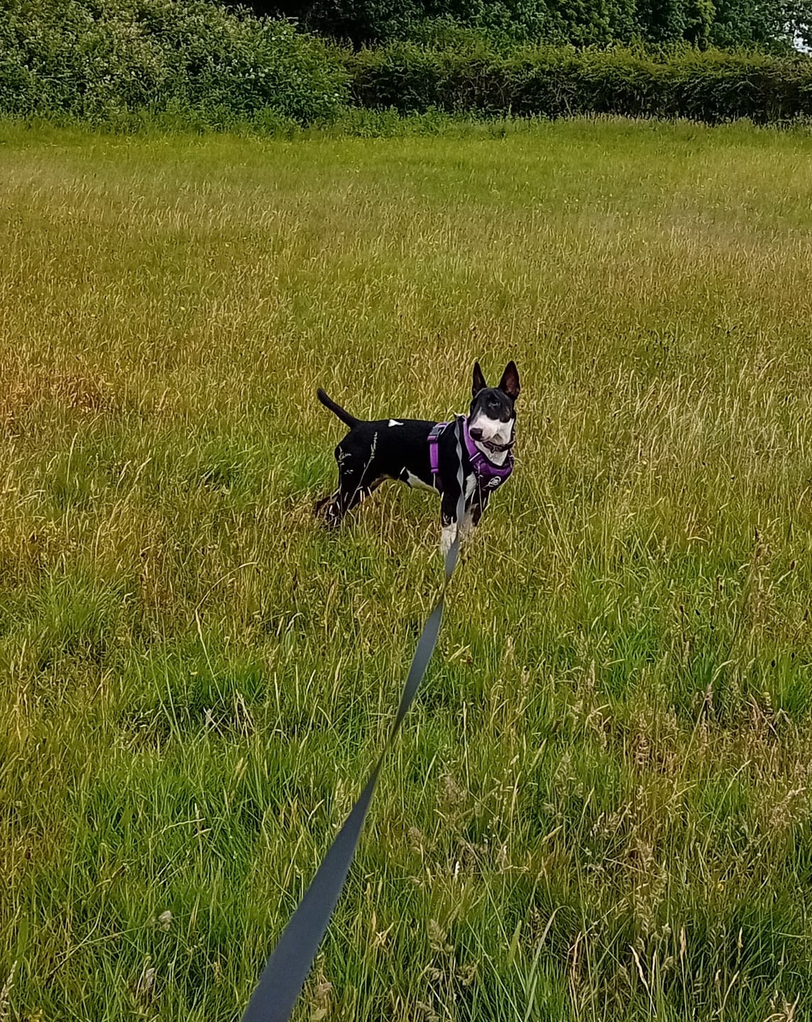 Customer photo review of Comfort Premium Harness | Non Restrictive - Purple