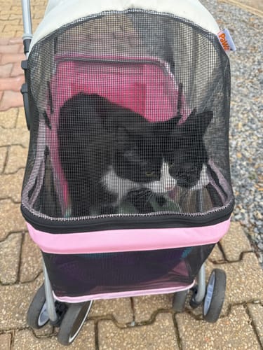 Customer photo review of Pawz Compact & Comfortable Pet Stroller