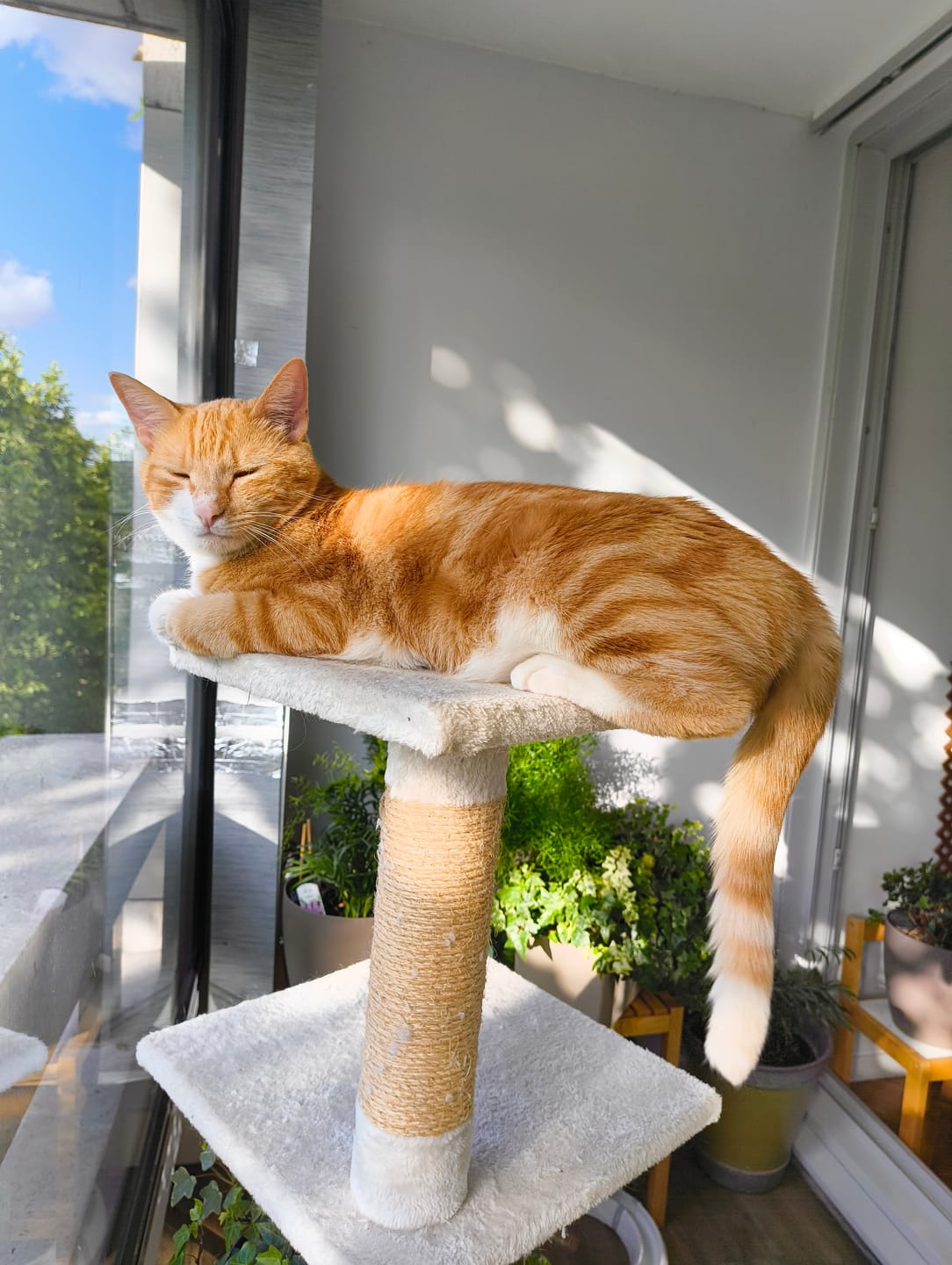 Customer photo review of Pâtées riches en thon& aux courgettes (chat stérilisé et chat adulte)