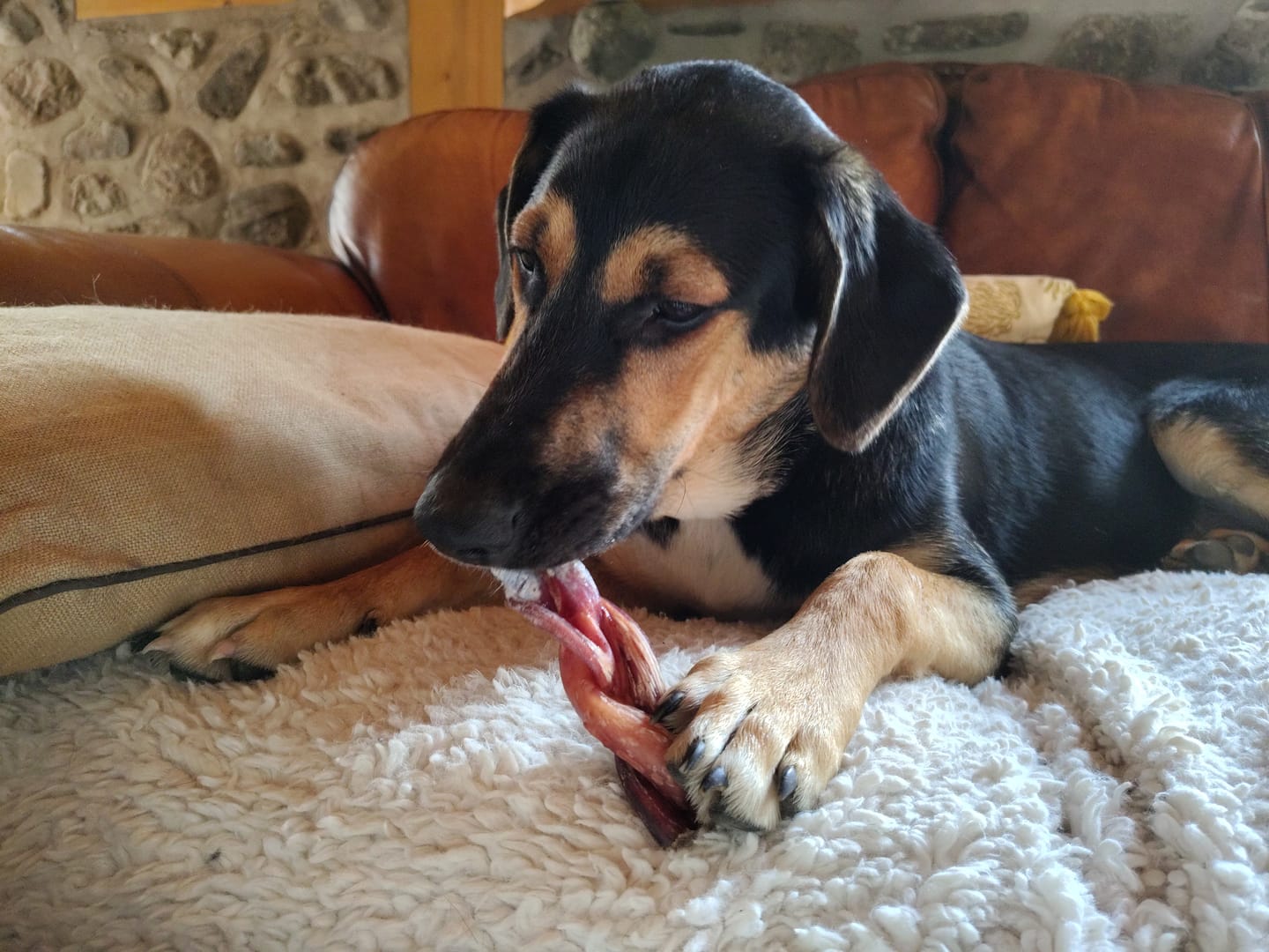 Customer photo review of 6 Inch Monster Braided Bully Stick