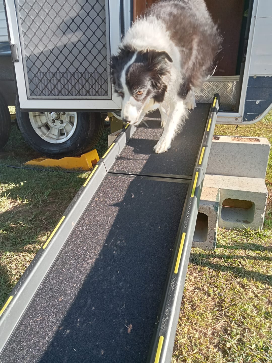 Customer photo review of Pawz Outdoor Pet Ramp with Reflective Strip