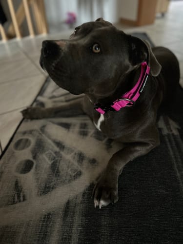Customer photo review of 4cm Combat® Collar | With Handle & Rated Clip - Magenta