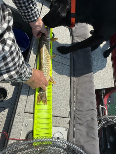 Customer photo review of Hawg Trough Measuring Board (Pre-lined & Floating)