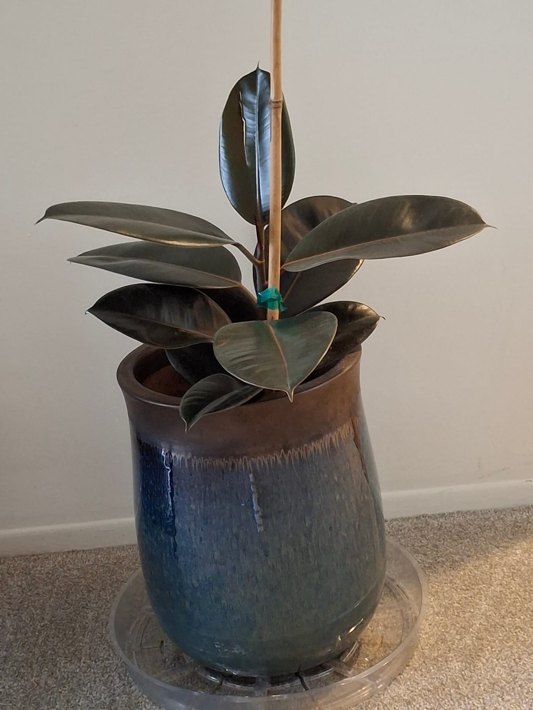 Customer photo review of Ficus Burgundy Bush, Rubber Tree