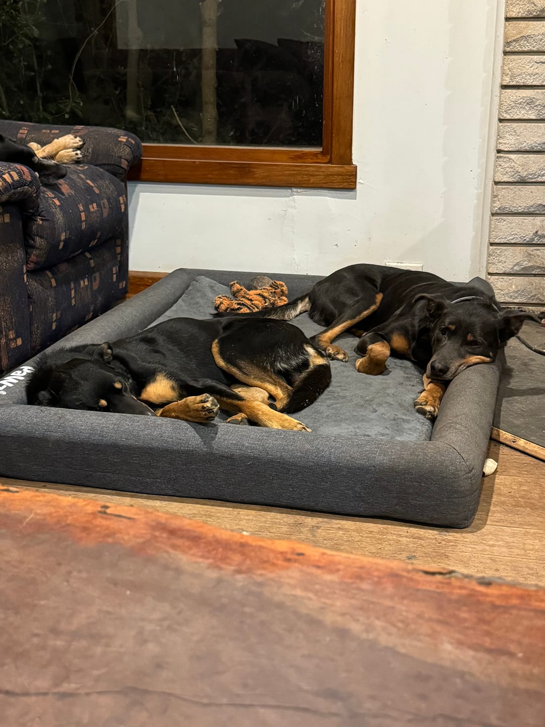 Customer photo review of PaWz Premium Memory Foam Calming Dog Bed