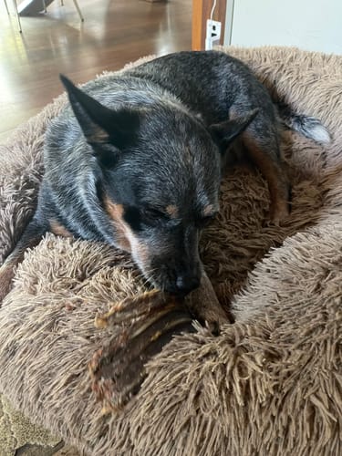 Customer photo review of Aussie Beef Heart - Natural, healthy, high-value reward