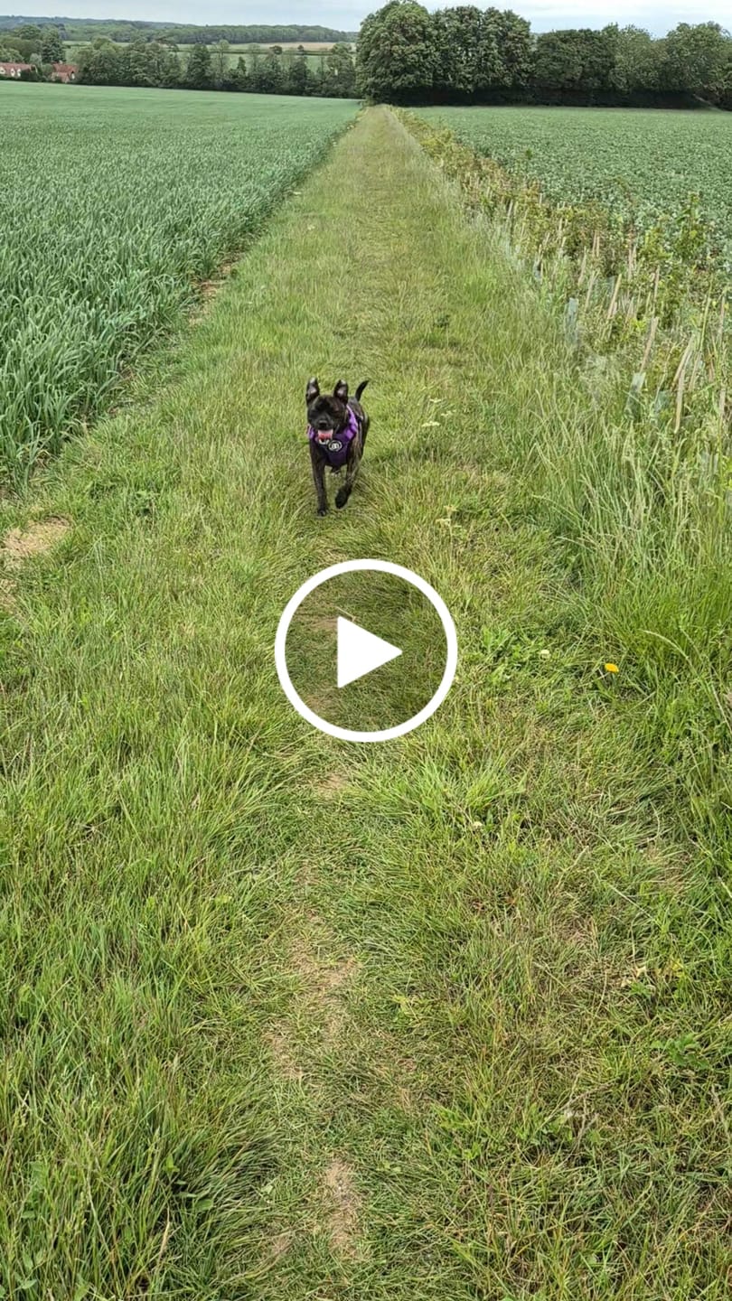 Customer video review of Comfort Premium Harness | Non Restrictive - Purple