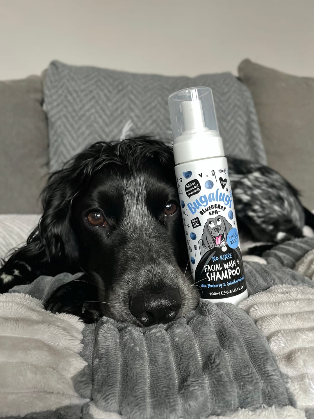 Customer photo review of Blueberry Spa™ No Rinse Facial Wash + Shampoo with Blueberry & Colloidal Oatmeal for Dogs