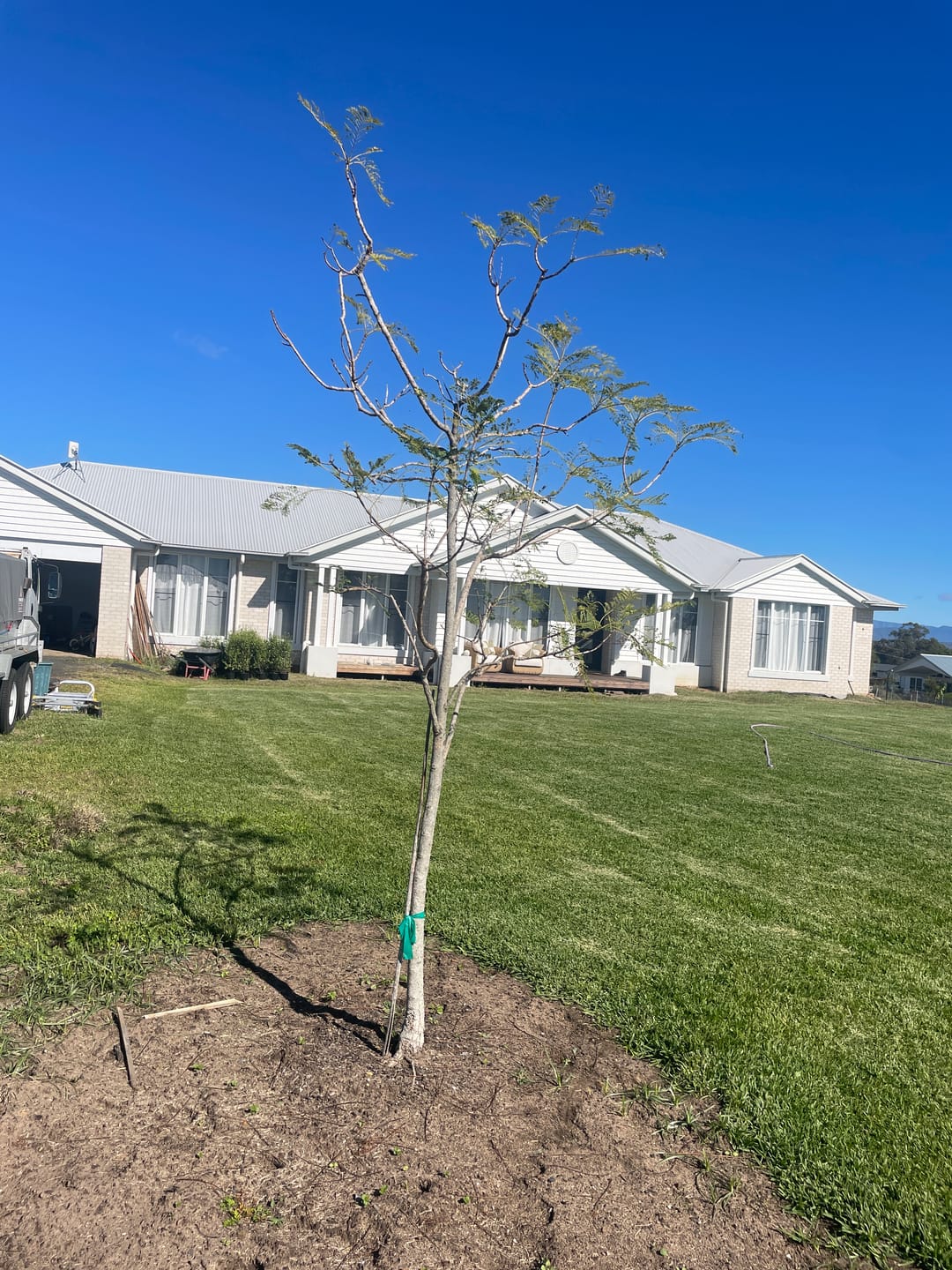 Customer photo review of White Jacaranda Tree - Jacaranda mimosifolia 'Alba'