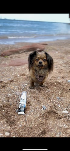 Customer photo review of Blueberry Spa™ No Rinse Facial Wash + Shampoo with Blueberry & Colloidal Oatmeal for Dogs