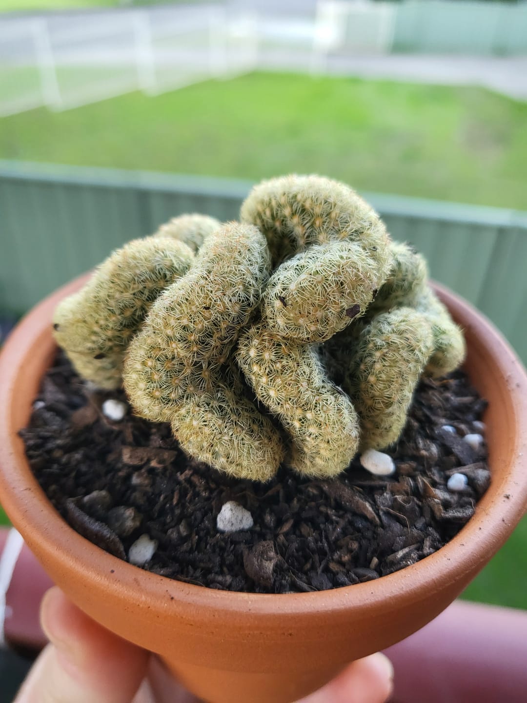 Customer photo review of The Brain Cactus - Mammillaria elongata f. cristata