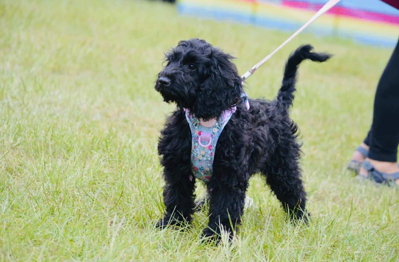Customer photo review of Tough Trails™ Harness -  Whimsical Wildflowers