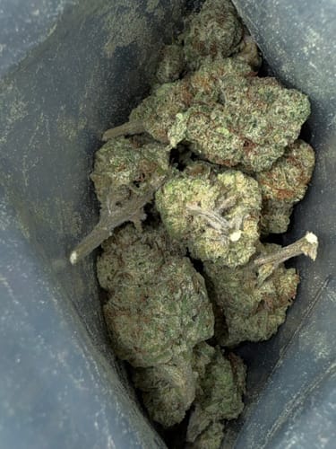Customer photo review of Berry White  - 14 Grams Full Size Bud - Indica