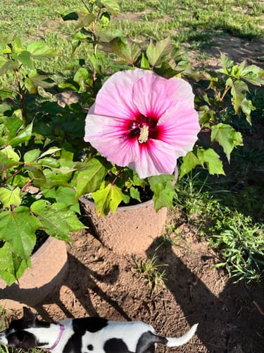 Customer photo review of Tundra™ Hybrid Fertilizer For Fruit & Flower Development