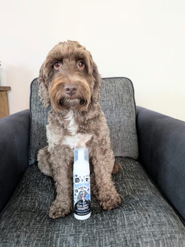 Customer photo review of Blueberry Spa™ No Rinse Facial Wash + Shampoo with Blueberry & Colloidal Oatmeal for Dogs