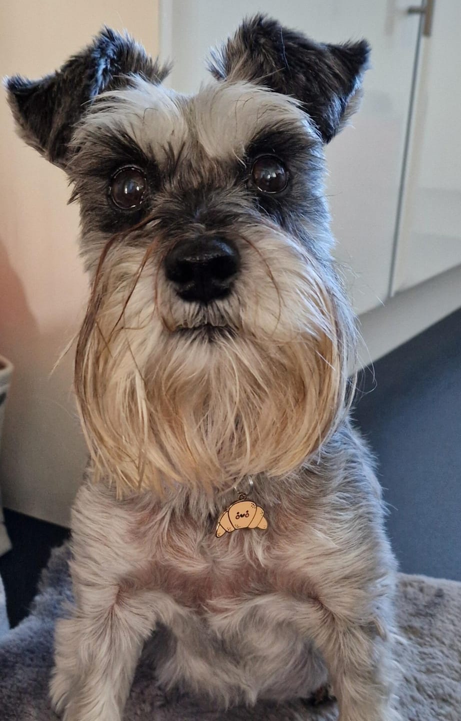 Customer photo review of Croissant Metal Pet Tag