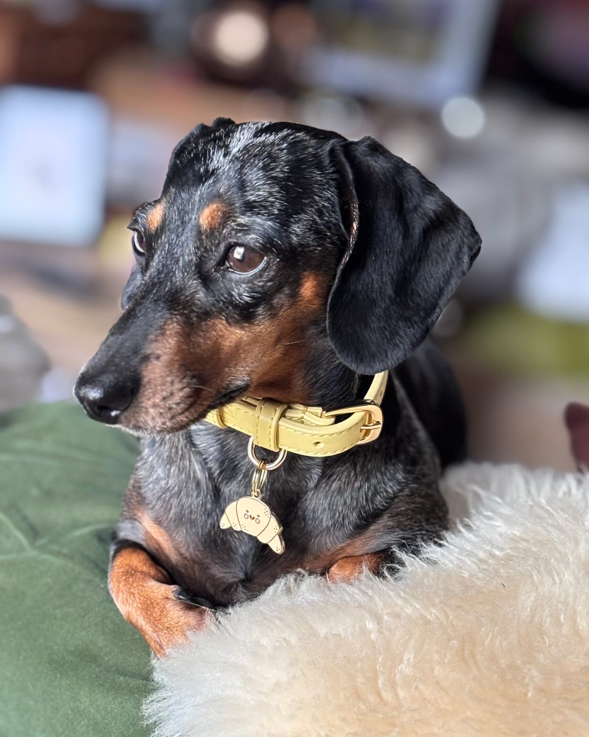 Customer photo review of Primrose Dog Collar