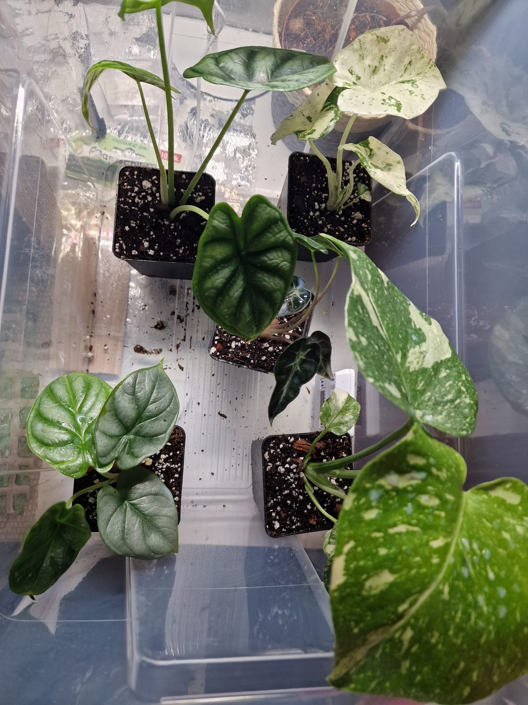 Customer photo review of ALOCASIA MACRORRHIZA SPLASH