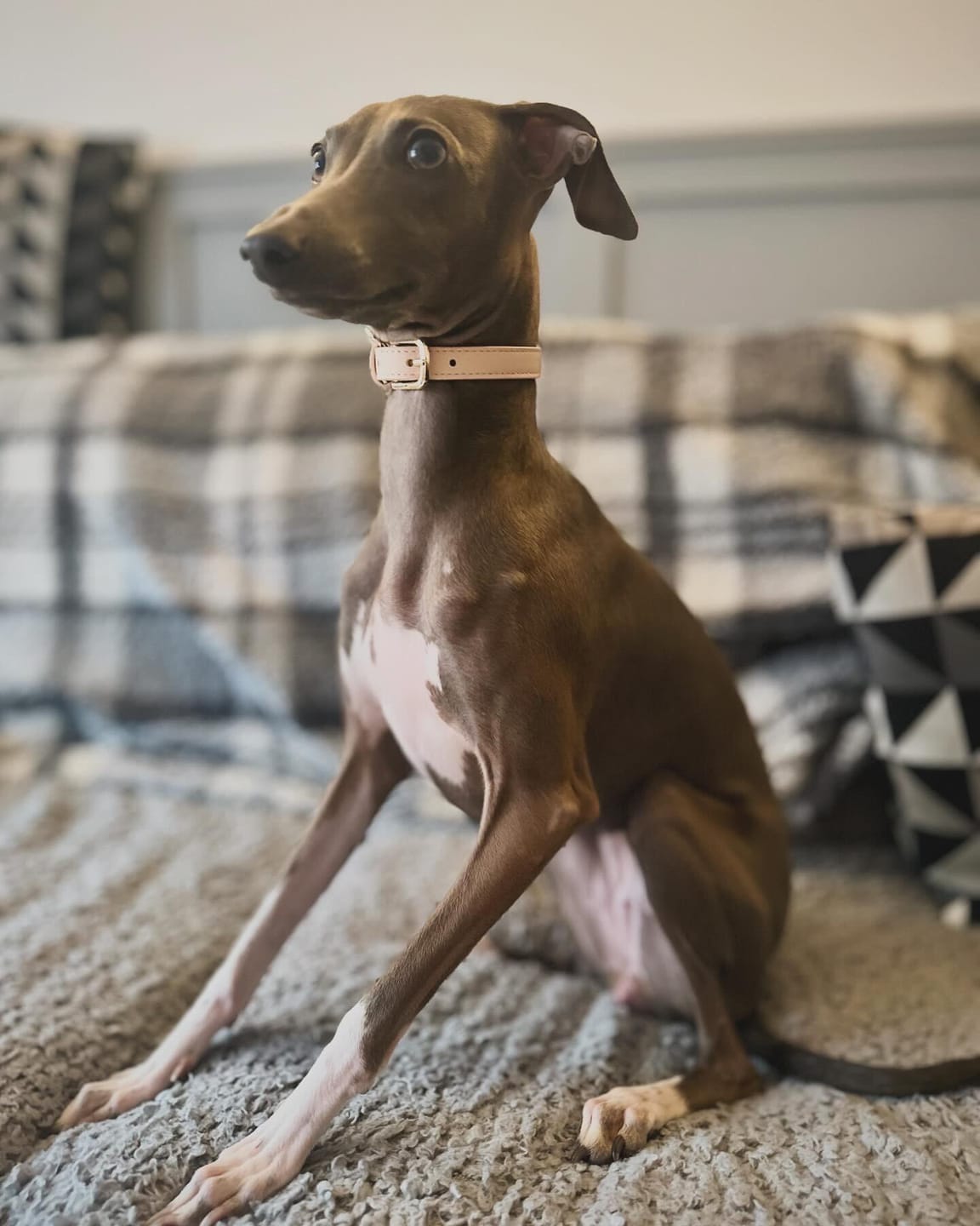 Customer photo review of Biscotti Dog Lead
