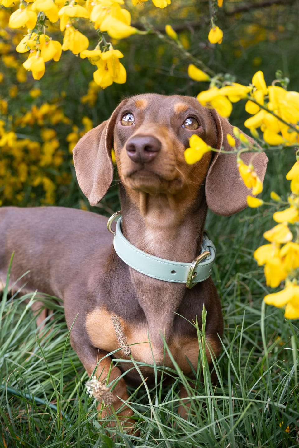 Customer photo review of Sage Dog Collar