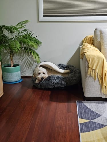 Customer photo review of PaWz Pet Cave Dog Bed - Removable Cover
