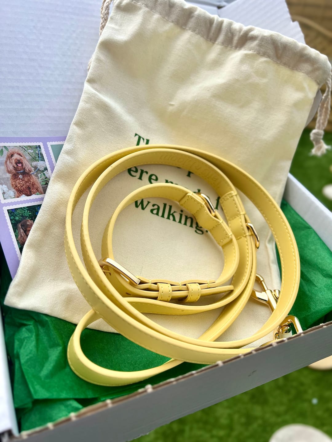 Customer photo review of Primrose Dog Collar