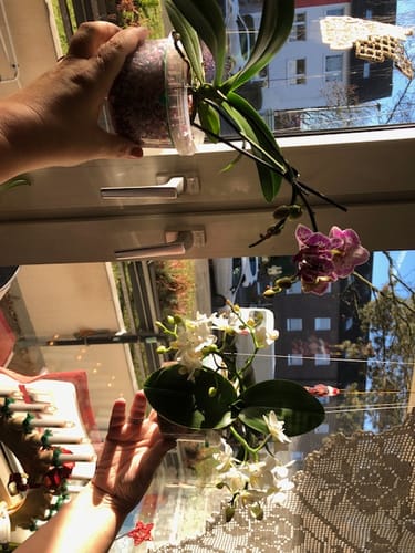 Customer photo review of Bonsaiorchidee Nazare mit weißen Blüten und 5+ Rispen