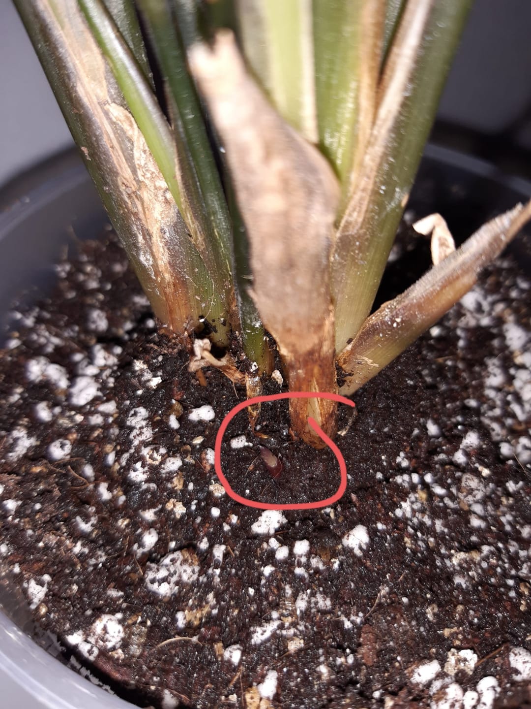 Customer photo review of Calathea & Maranta Mix