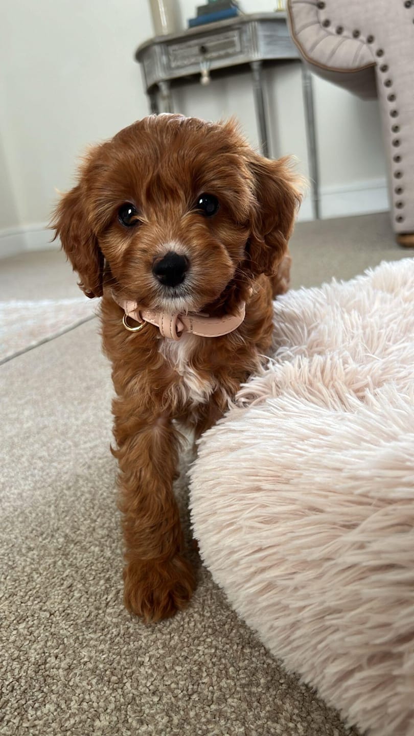 Customer photo review of Biscotti Dog Lead