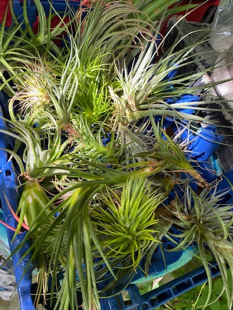 Customer photo review of B Quality Greenhouse Mix 10 Plant Pack