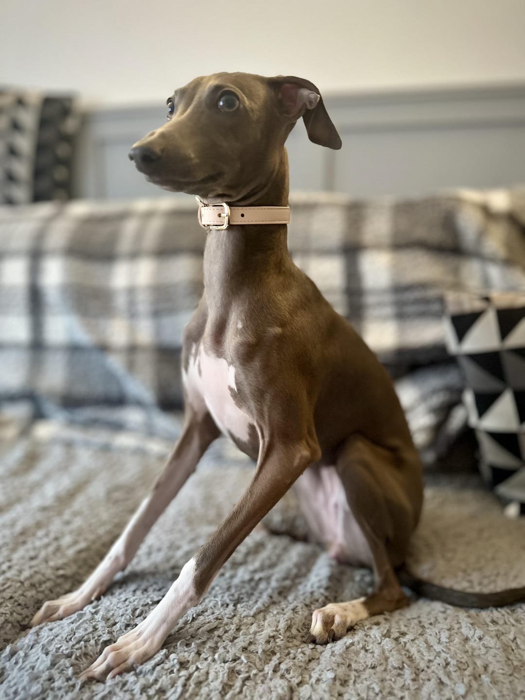 Customer photo review of Biscotti Dog Collar