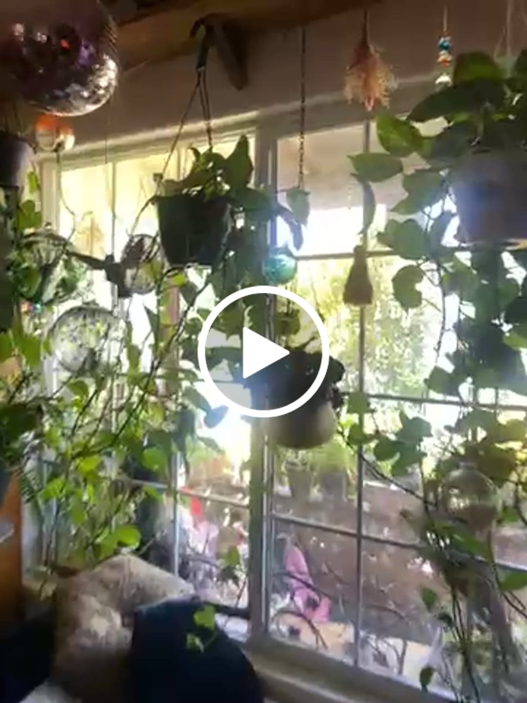 Customer video review of Kelpy Food for Plants