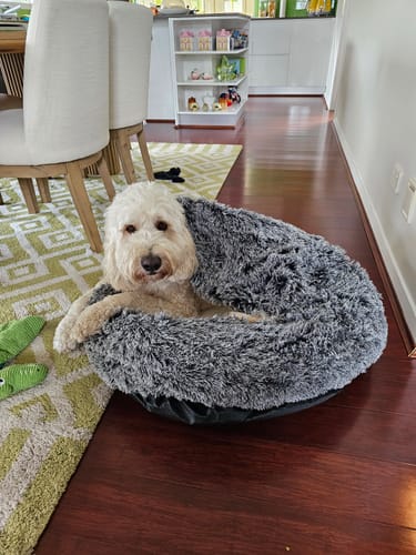 Customer photo review of PaWz Pet Cave Dog Bed - Removable Cover