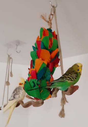 Customer photo review of bunter Maisblätterbaum