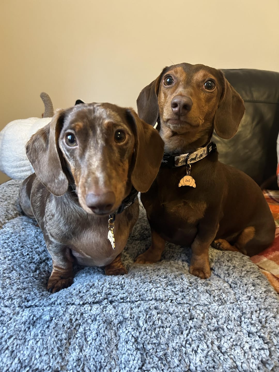 Customer photo review of Croissant Metal Pet Tag