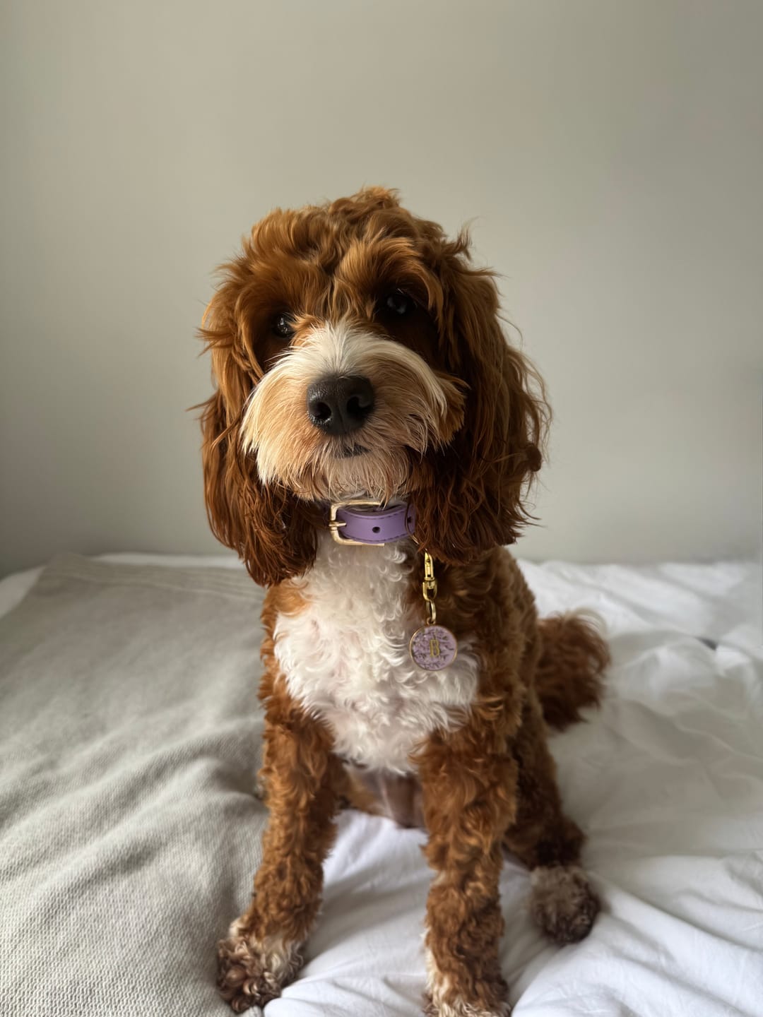 Customer photo review of Lavender Dog Collar