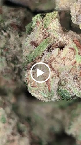 Customer video review of THCa Greenhouse Smalls