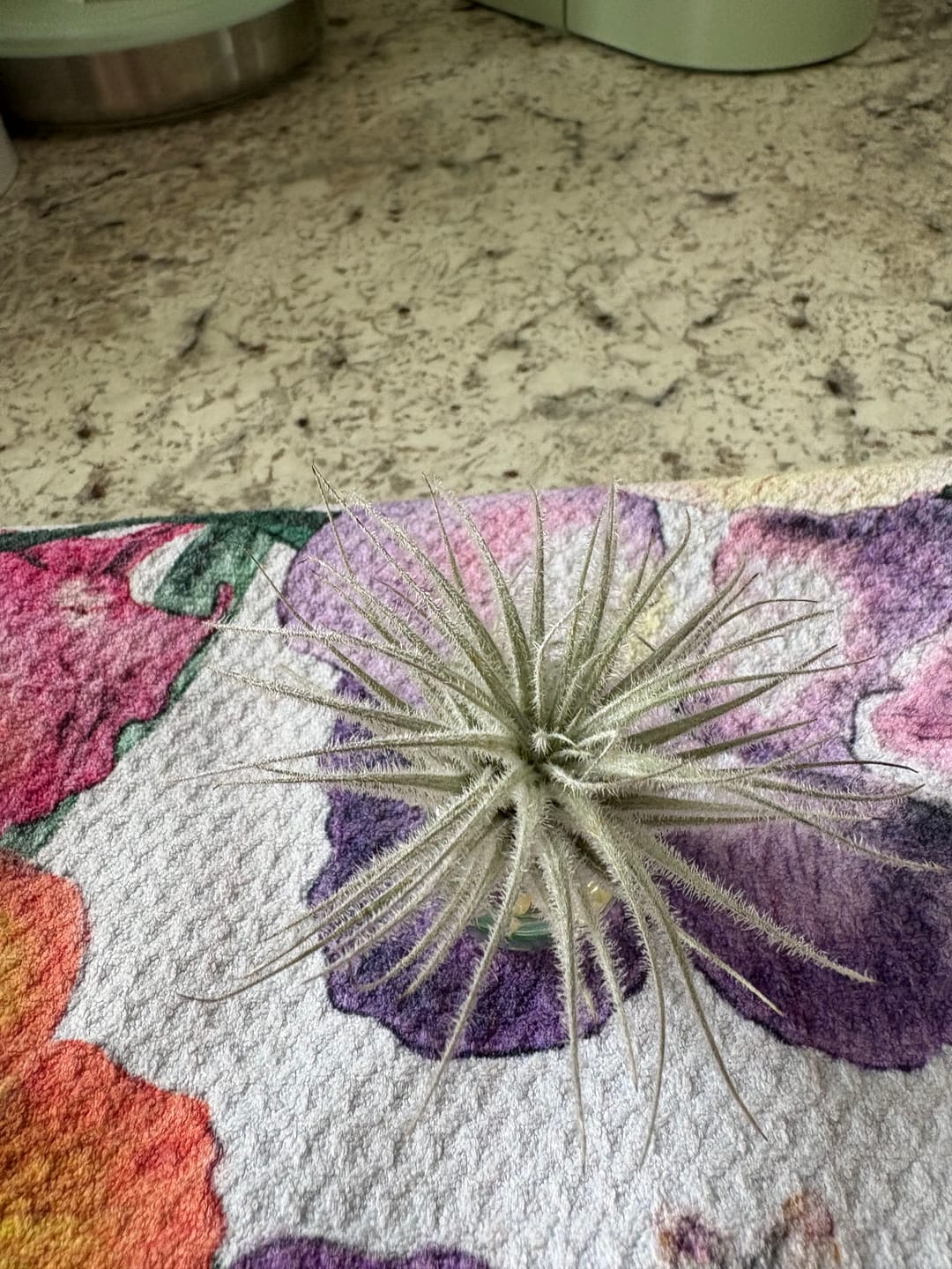 Customer photo review of Tectorum Ecuador  (AKA Snowball)
