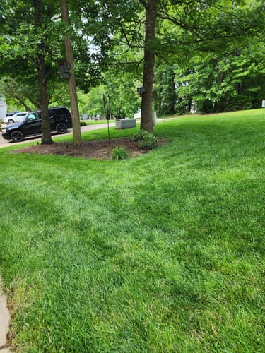 Customer photo review of GCI Turf Cool Blue Grass Seed