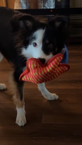 Customer photo review of Clean Earth Plush - 100% Sustainable