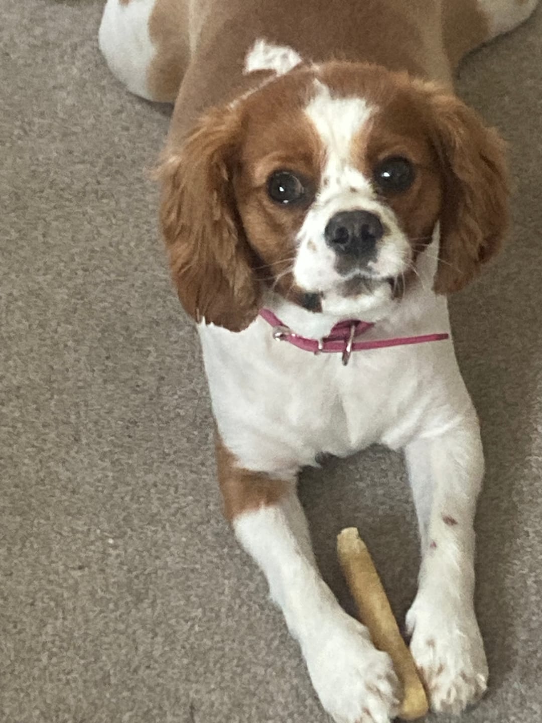 Customer photo review of Himmaleh Yak Chews For Dogs