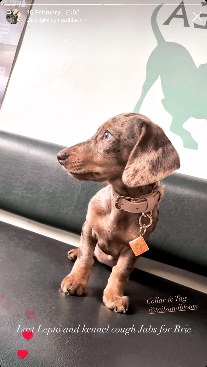 Customer photo review of Biscotti Dog Collar