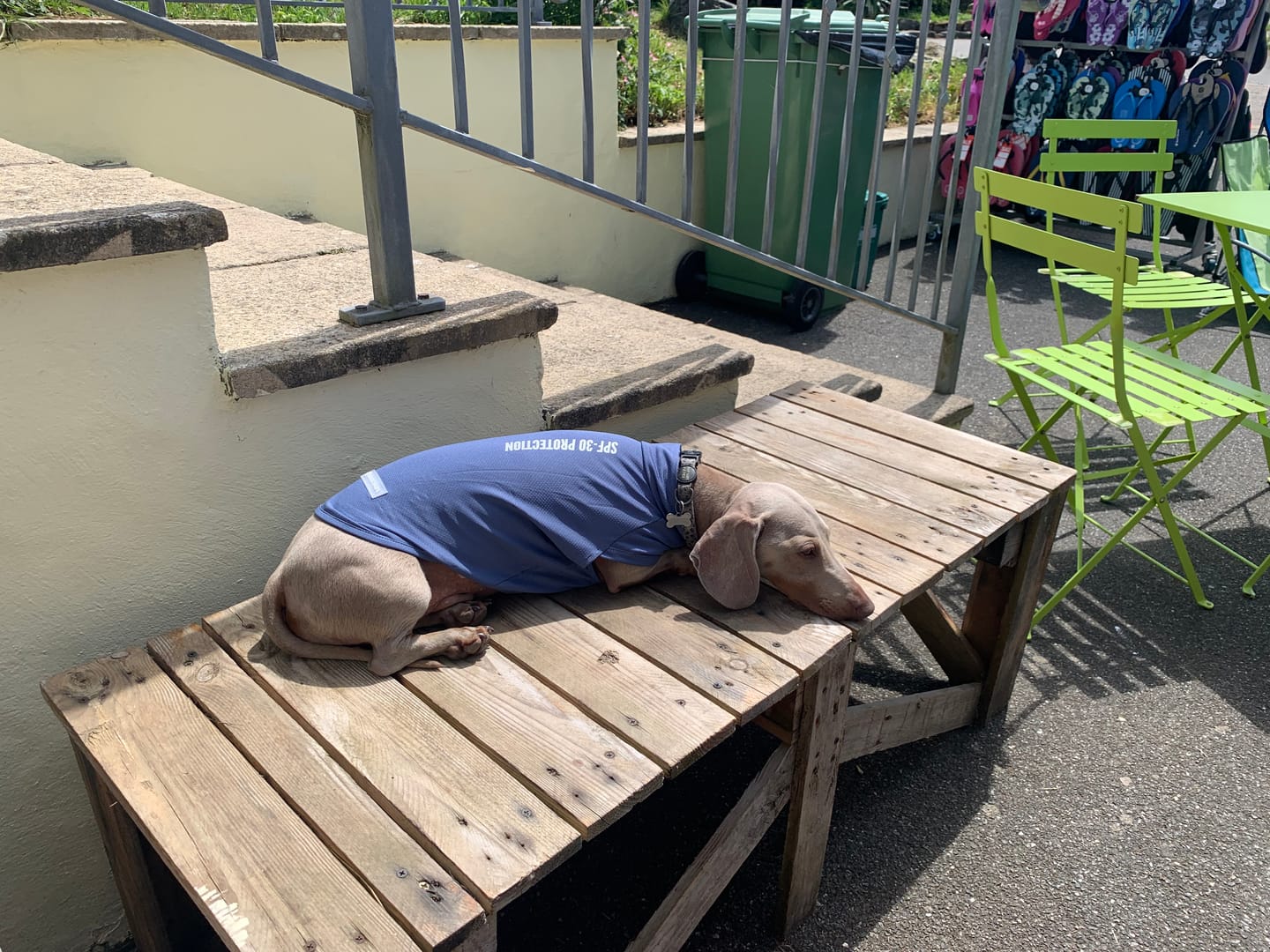 Customer photo review of Sunblock Dog T-Shirt - Navy Blue