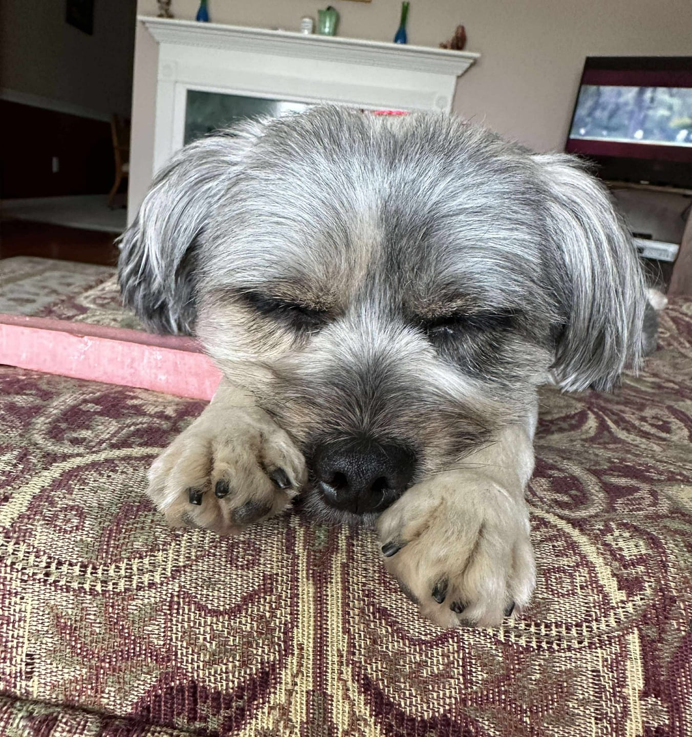 Customer photo review of Blueberry Himalayan Yak Chew (MEDIUM)
